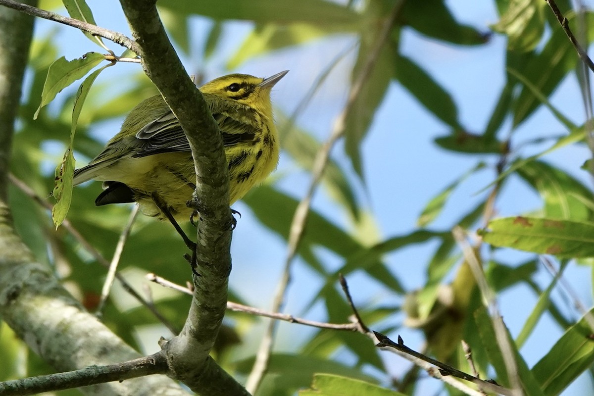 Paruline des prés - ML623961052