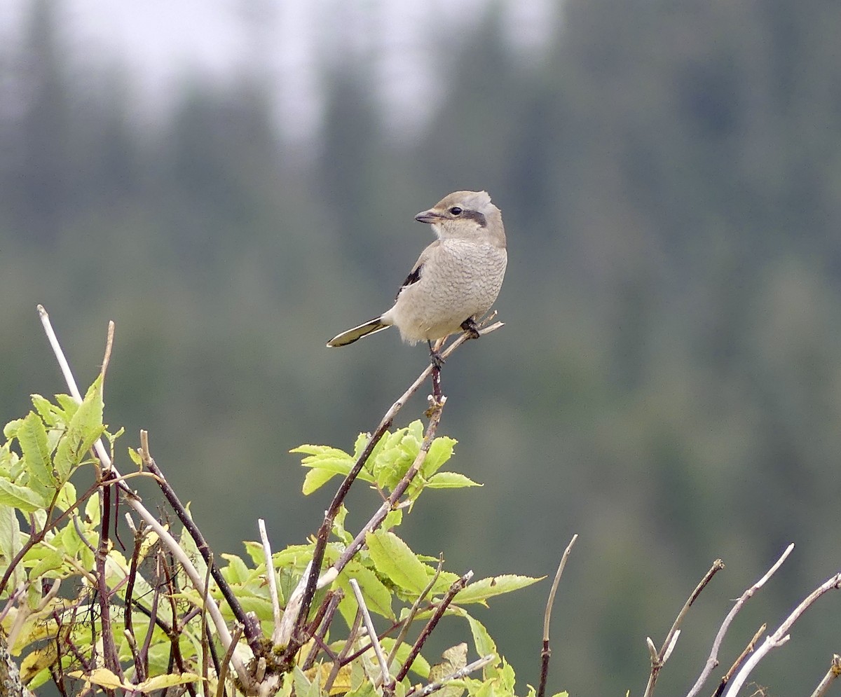 Northern Shrike - ML623961054