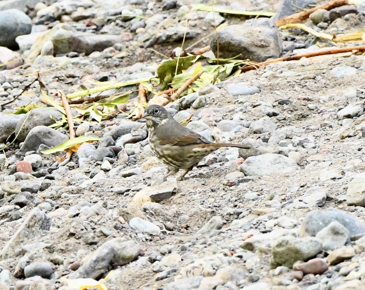 Fox Sparrow (Slate-colored) - ML623961055