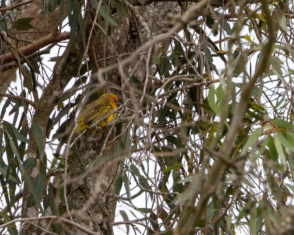 Cape Weaver - ML623961056