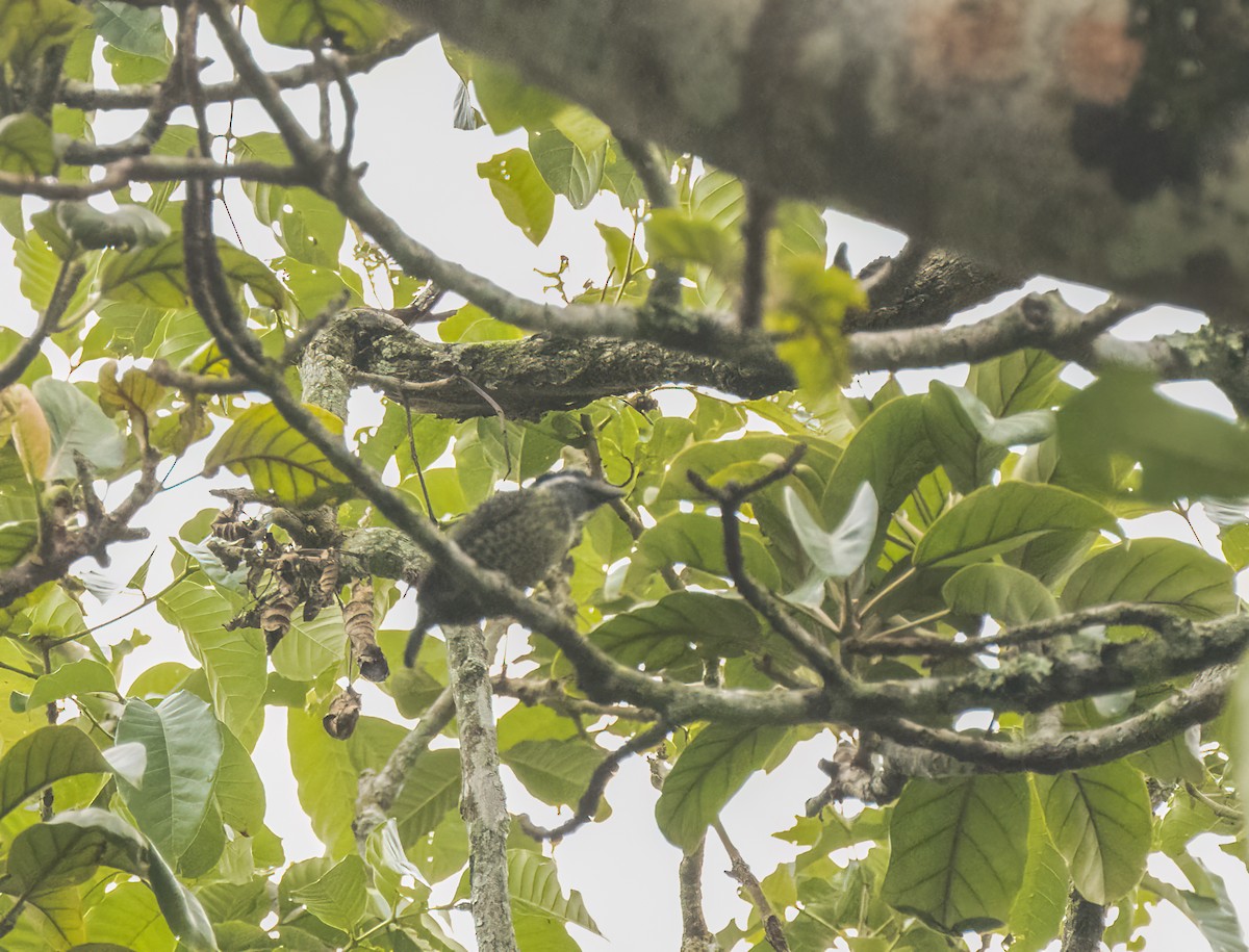 Hairy-breasted Barbet - Anne Heyerly