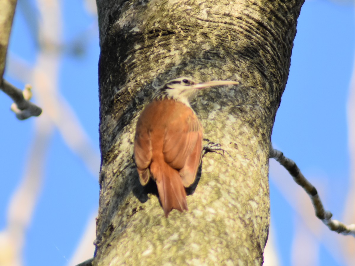 Narrow-billed Woodcreeper - ML623961058