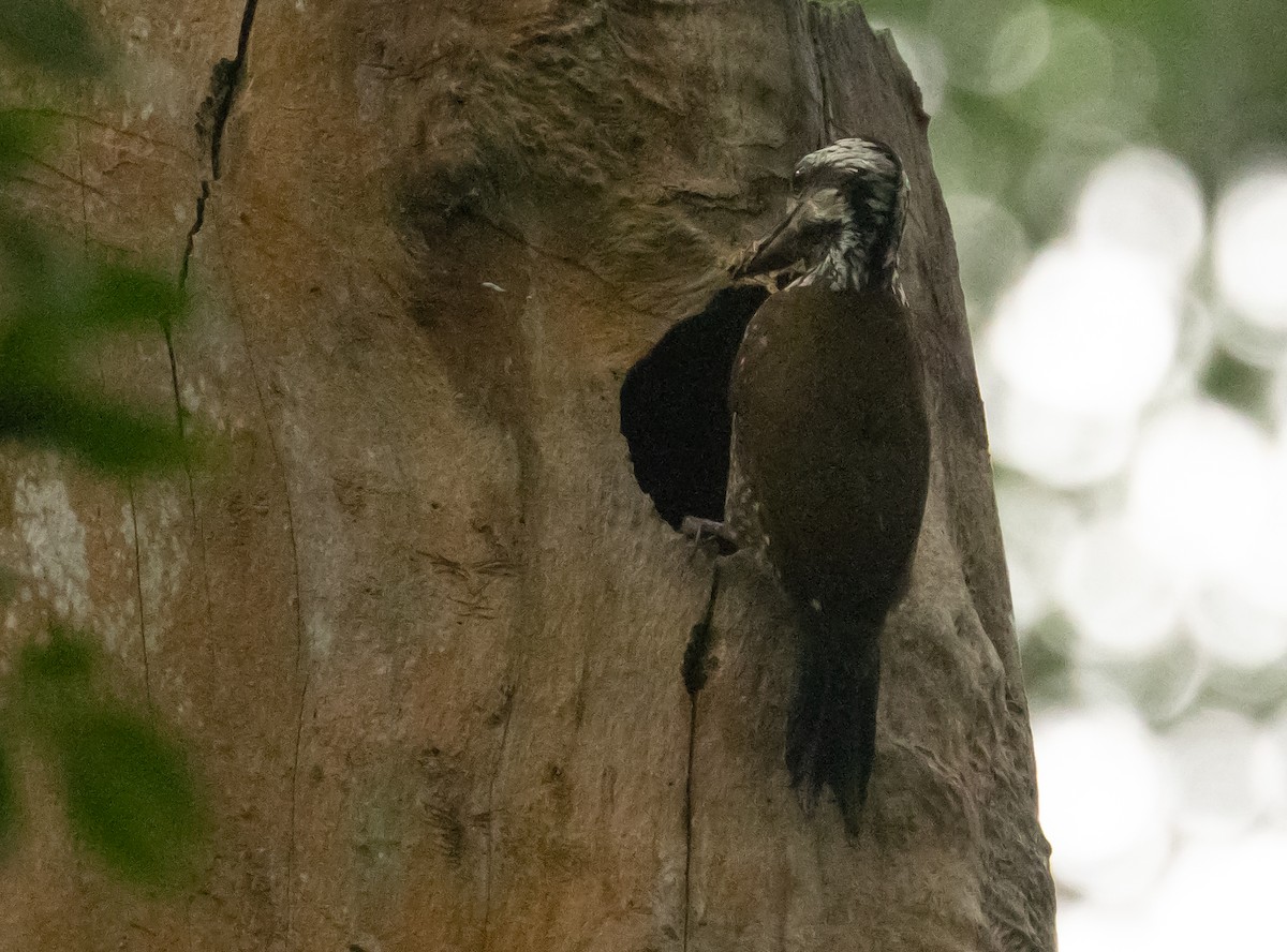 Golden-crowned Woodpecker - ML623961061