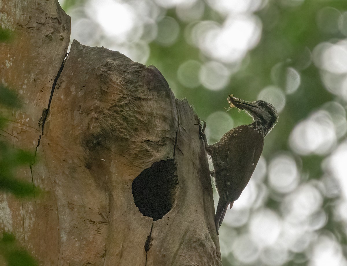 Golden-crowned Woodpecker - ML623961062