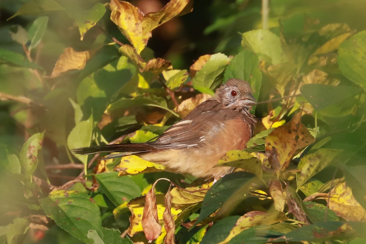 Eastern Towhee - ML623961063