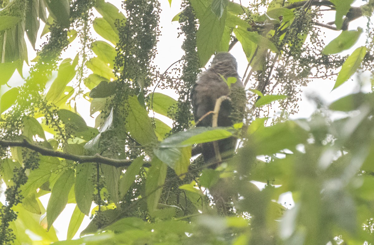 Western Bronze-naped Pigeon - ML623961071