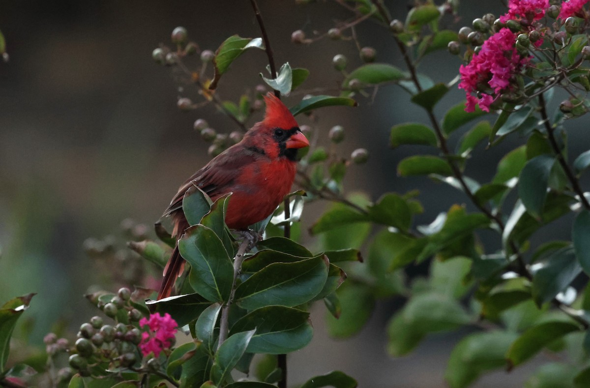 Northern Cardinal - ML623961080