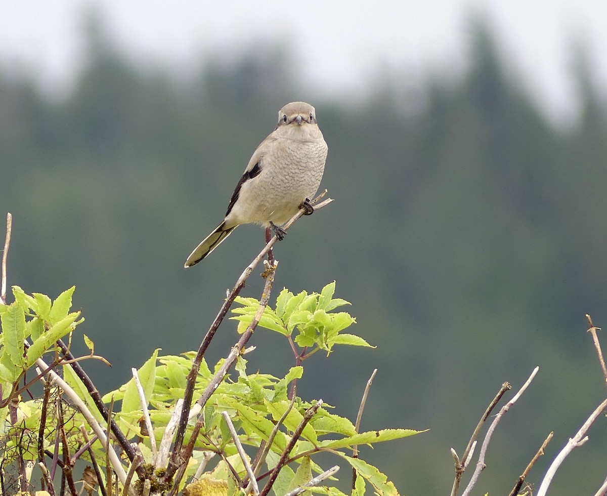 Northern Shrike - Mary McCafferty