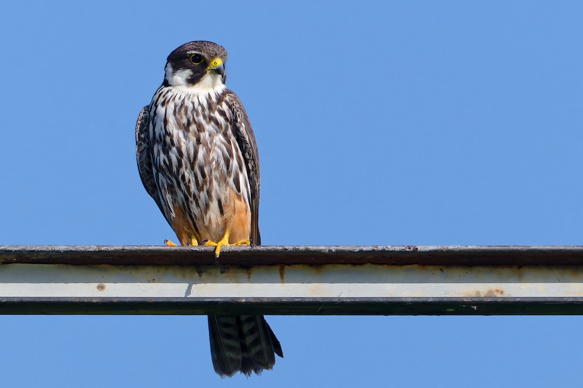 Eurasian Hobby - ML623961091