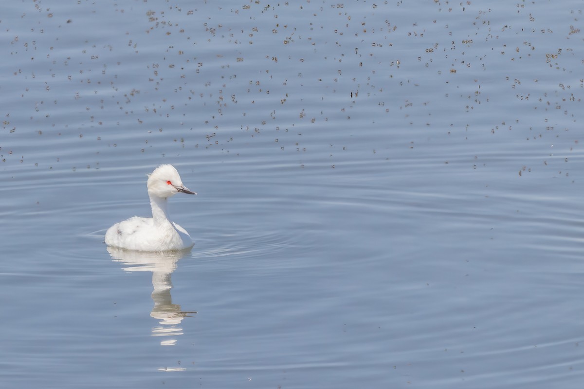 Eared Grebe - ML623961102