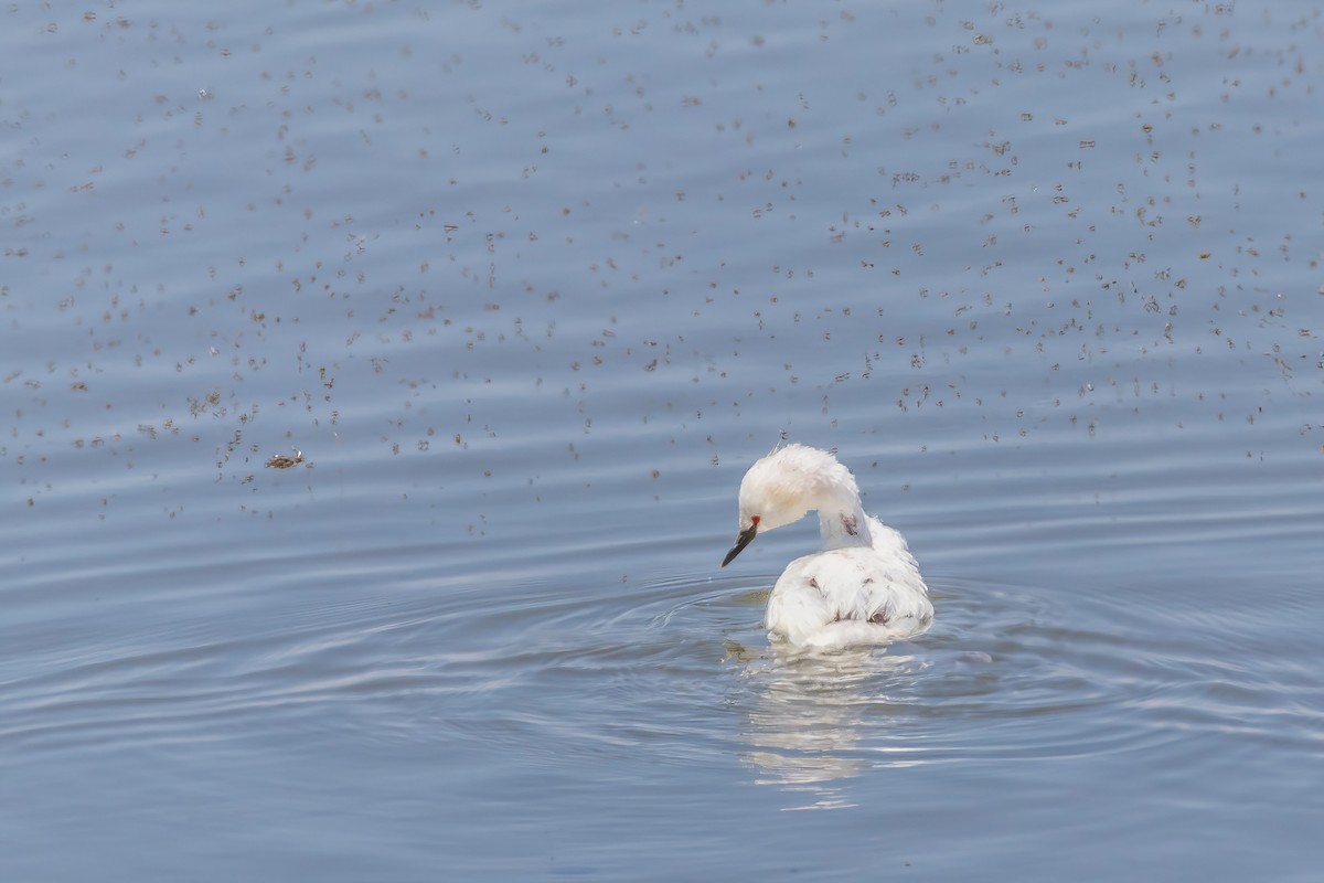 Eared Grebe - ML623961103