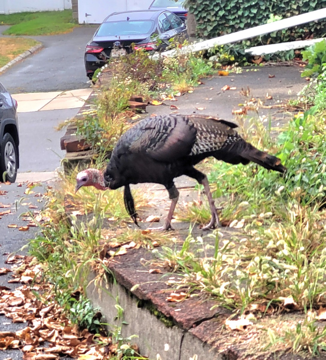 Wild Turkey - ML623961106