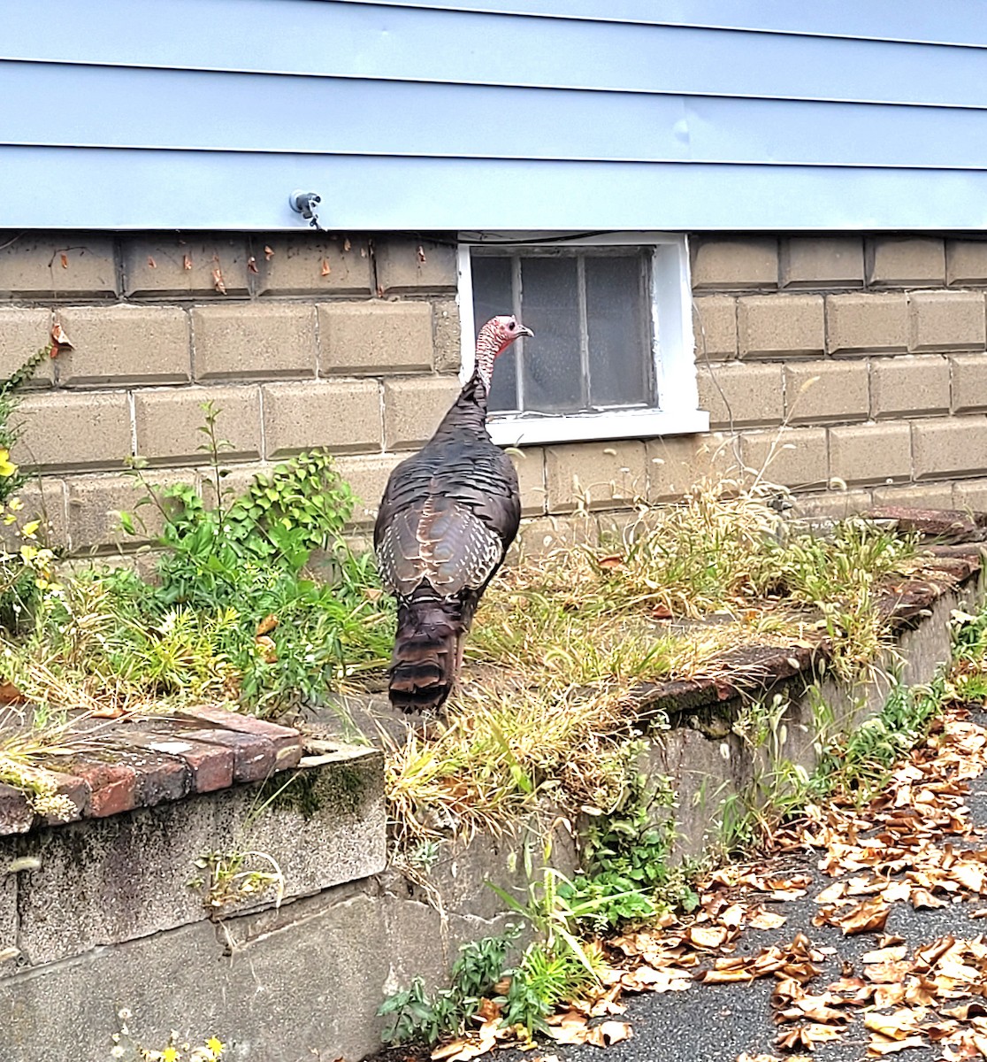 Wild Turkey - ML623961107