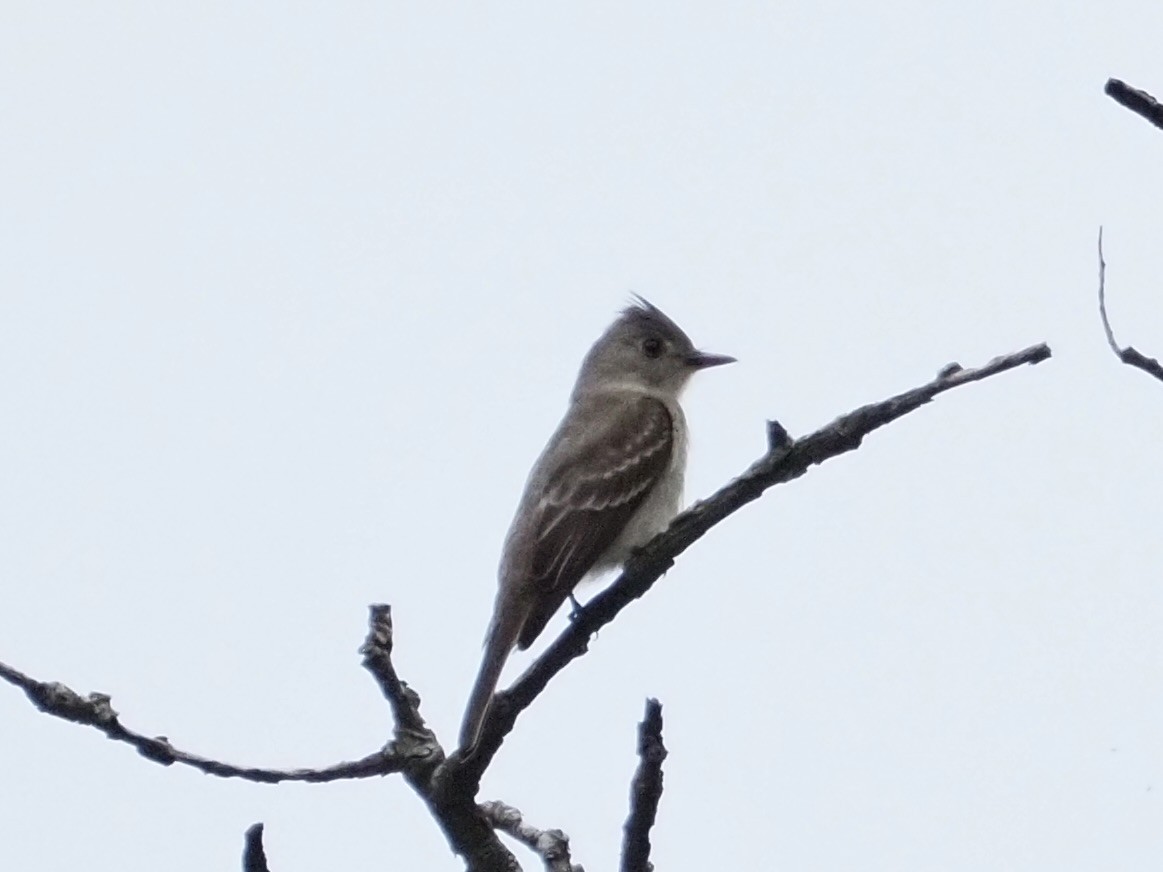 Greater Pewee - ML623961108