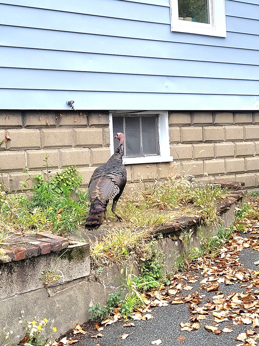 Wild Turkey - ML623961109