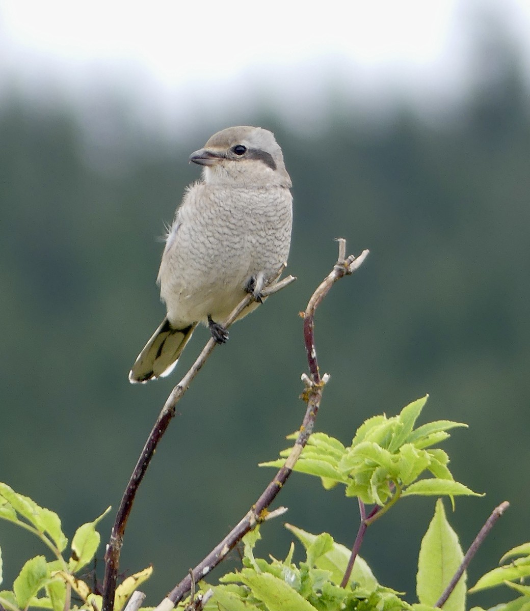 Northern Shrike - ML623961112