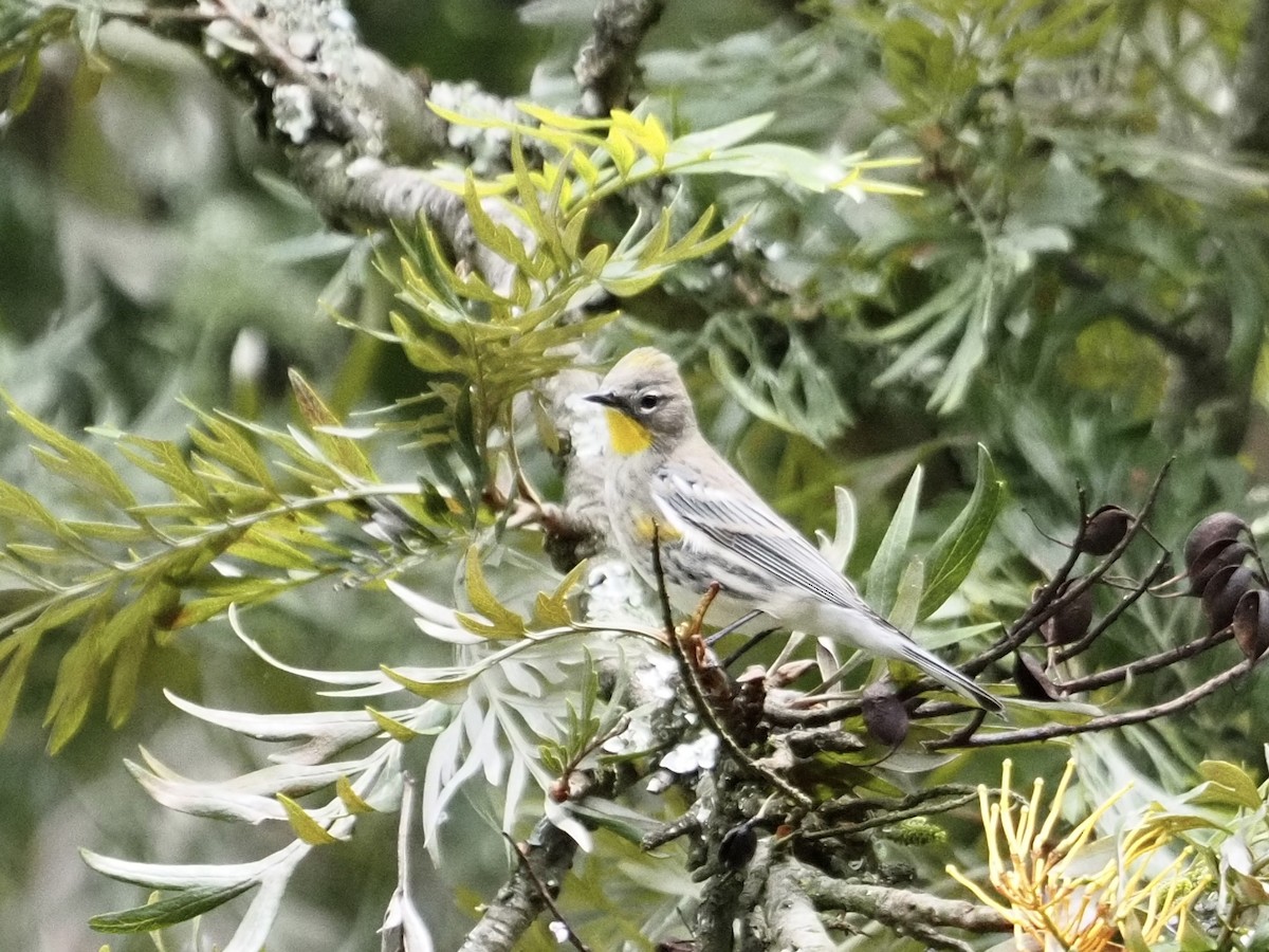 Yellow-rumped Warbler - ML623961113