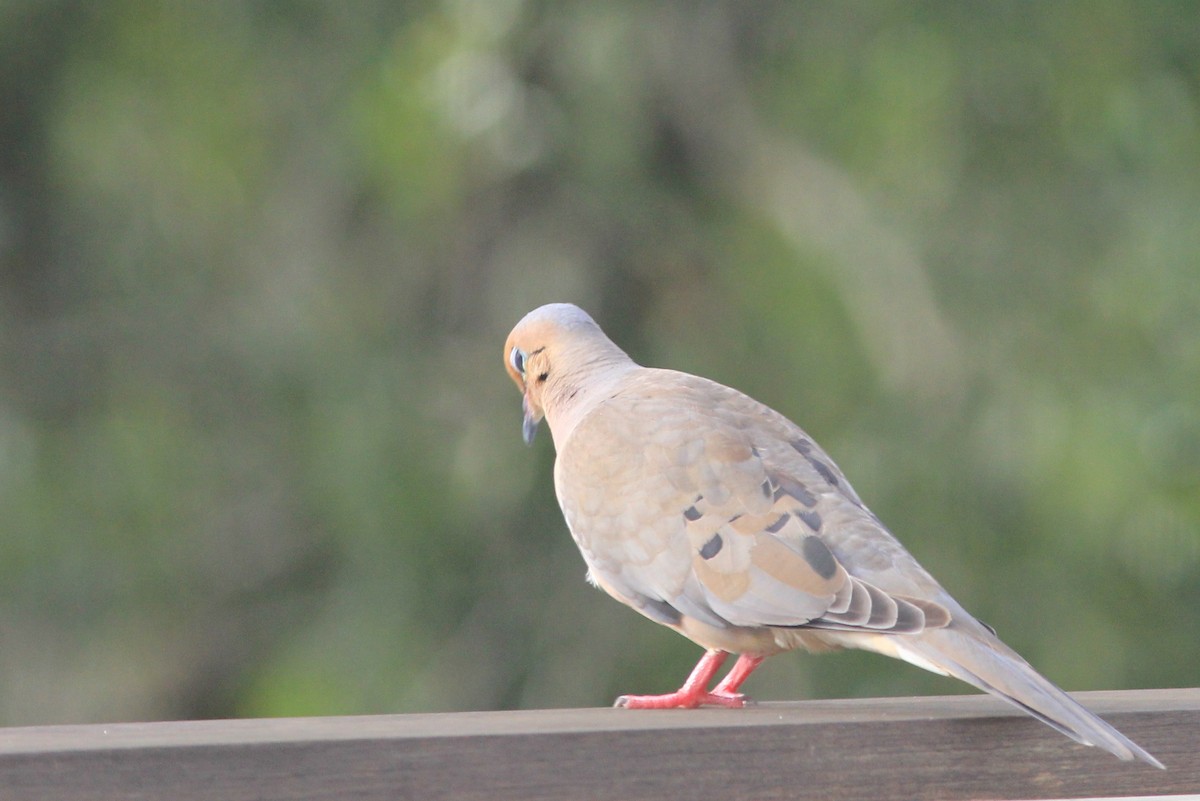 Mourning Dove - ML623961114