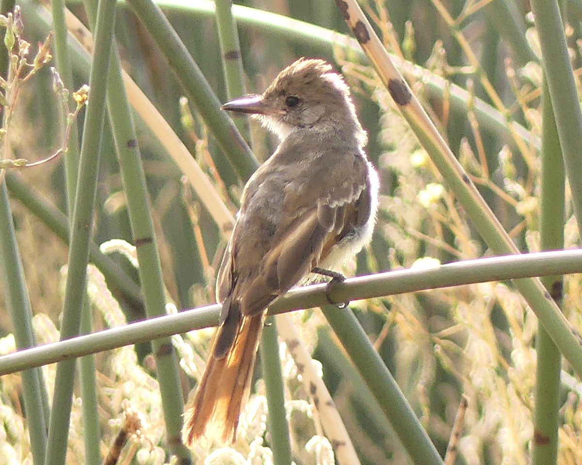 Ash-throated Flycatcher - ML623961115