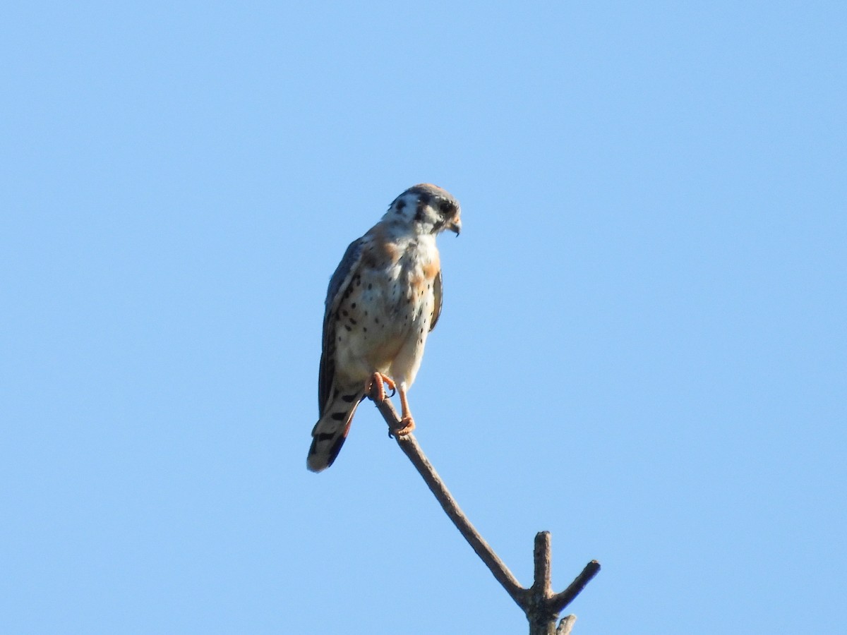 American Kestrel - ML623961119