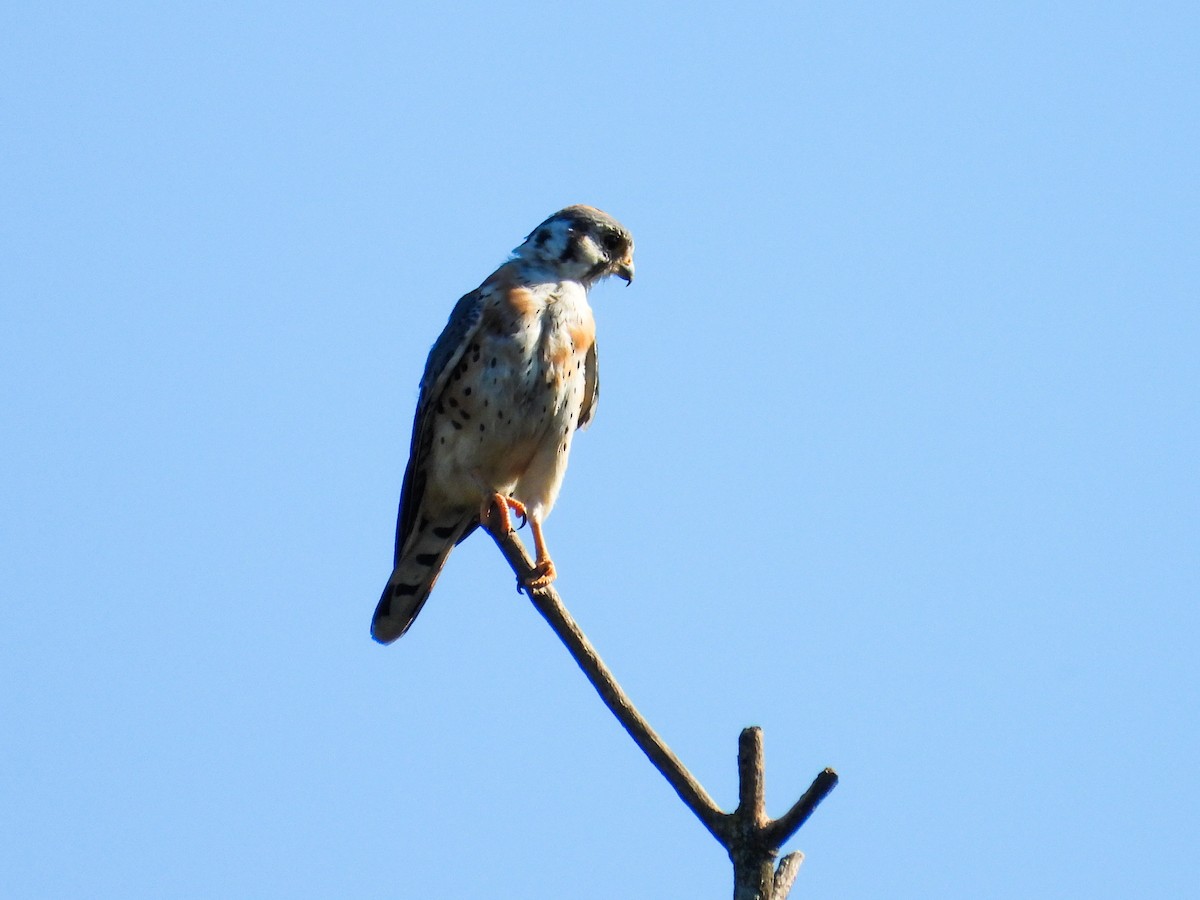 American Kestrel - ML623961120