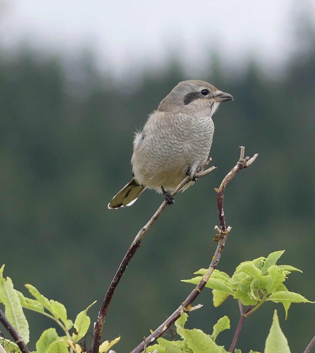 Northern Shrike - ML623961122