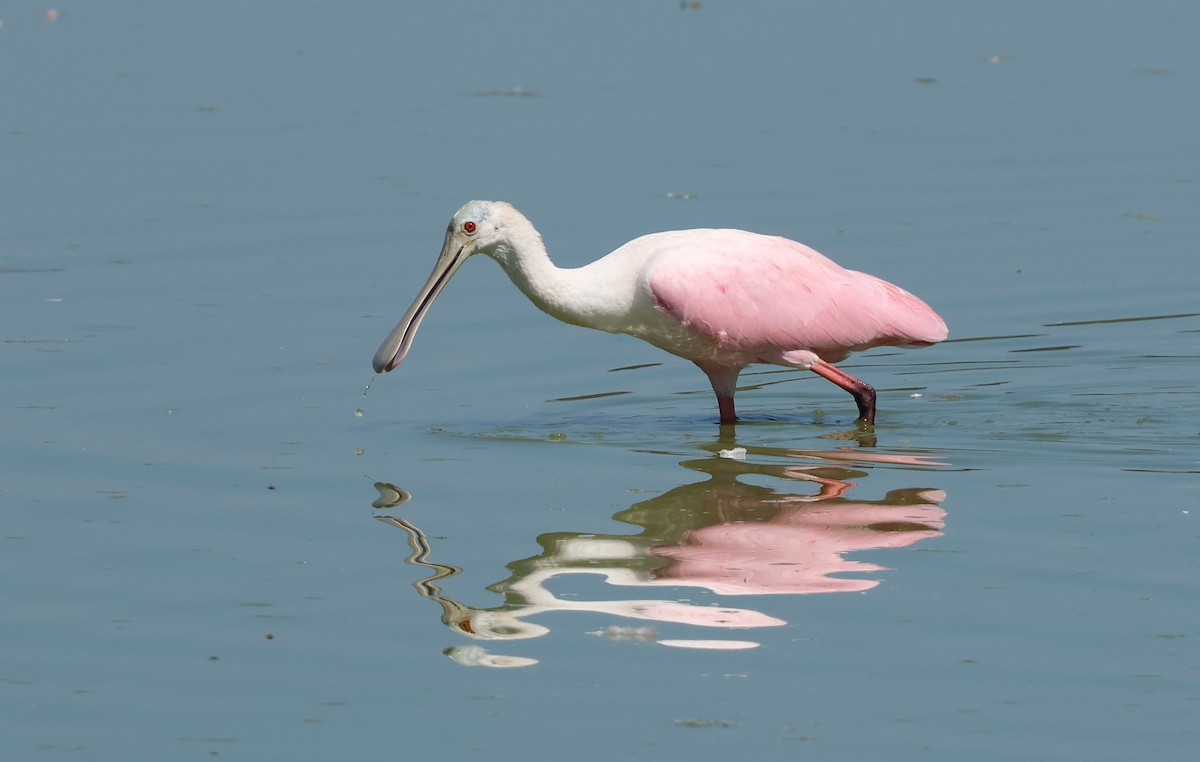 Roseate Spoonbill - ML623961123