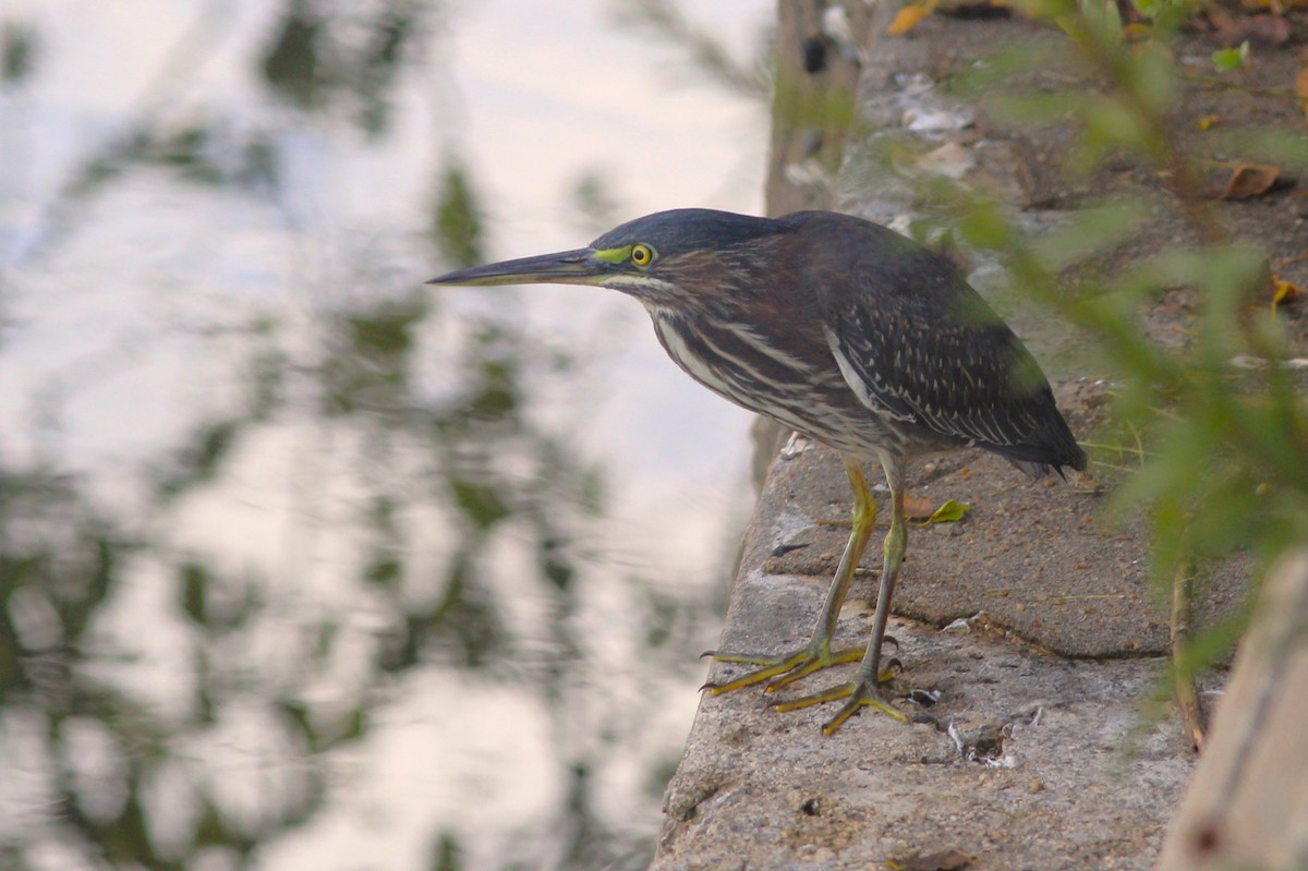 Green Heron - ML623961125