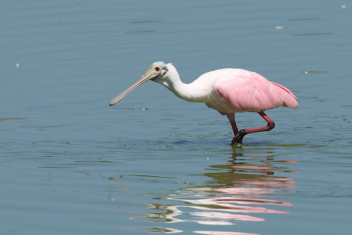 Roseate Spoonbill - ML623961126