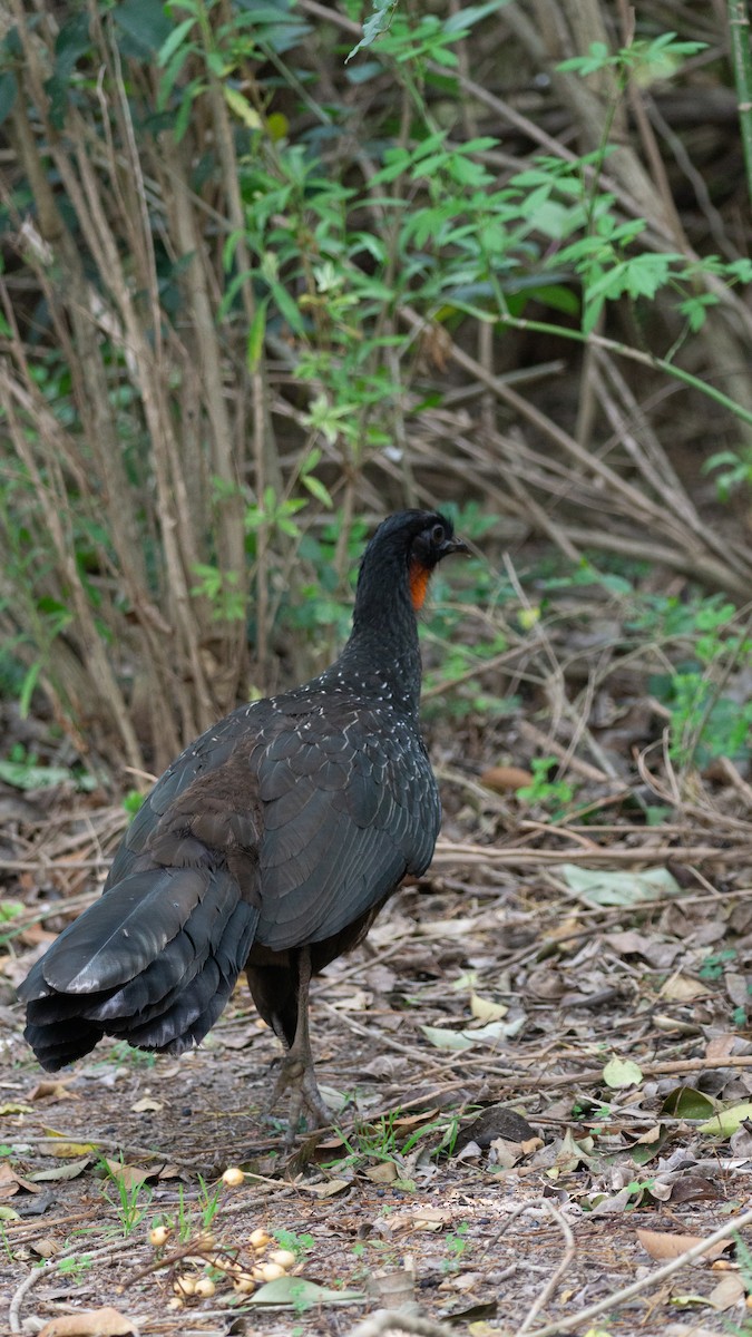 Dusky-legged Guan - ML623961133