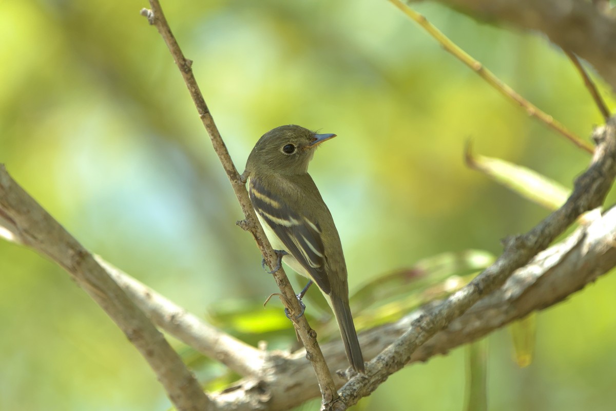 Least Flycatcher - ML623961140