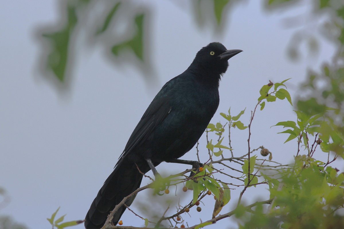 Boat-tailed Grackle - Anthony  Popiel