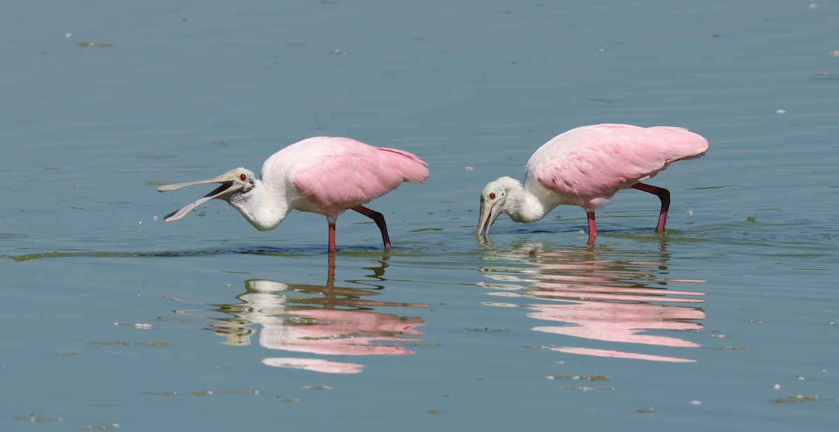 Roseate Spoonbill - ML623961159