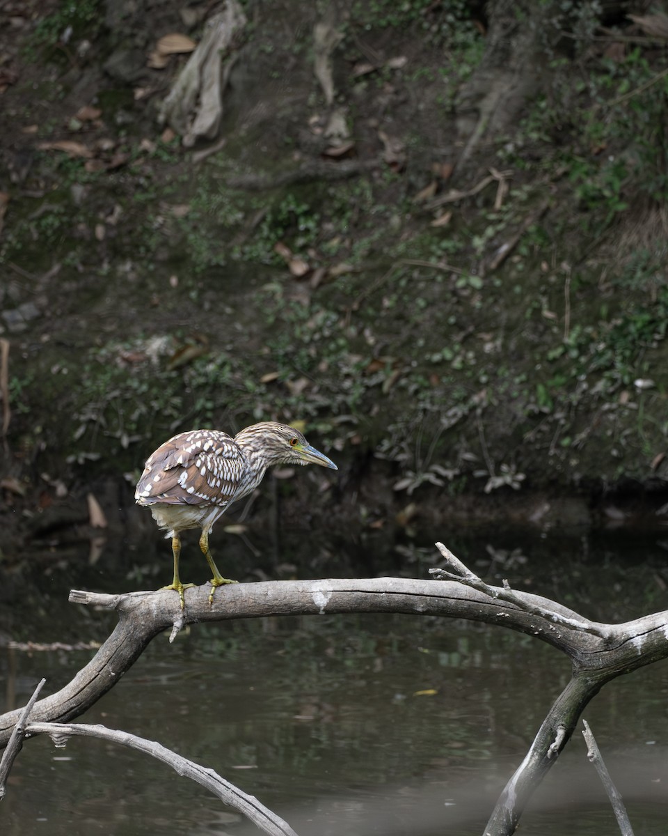 Black-crowned Night Heron - Tomas Fernandez