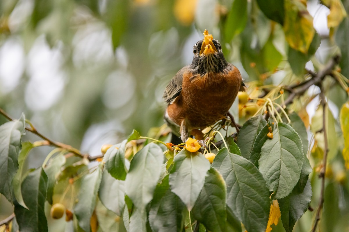 American Robin - ML623961165