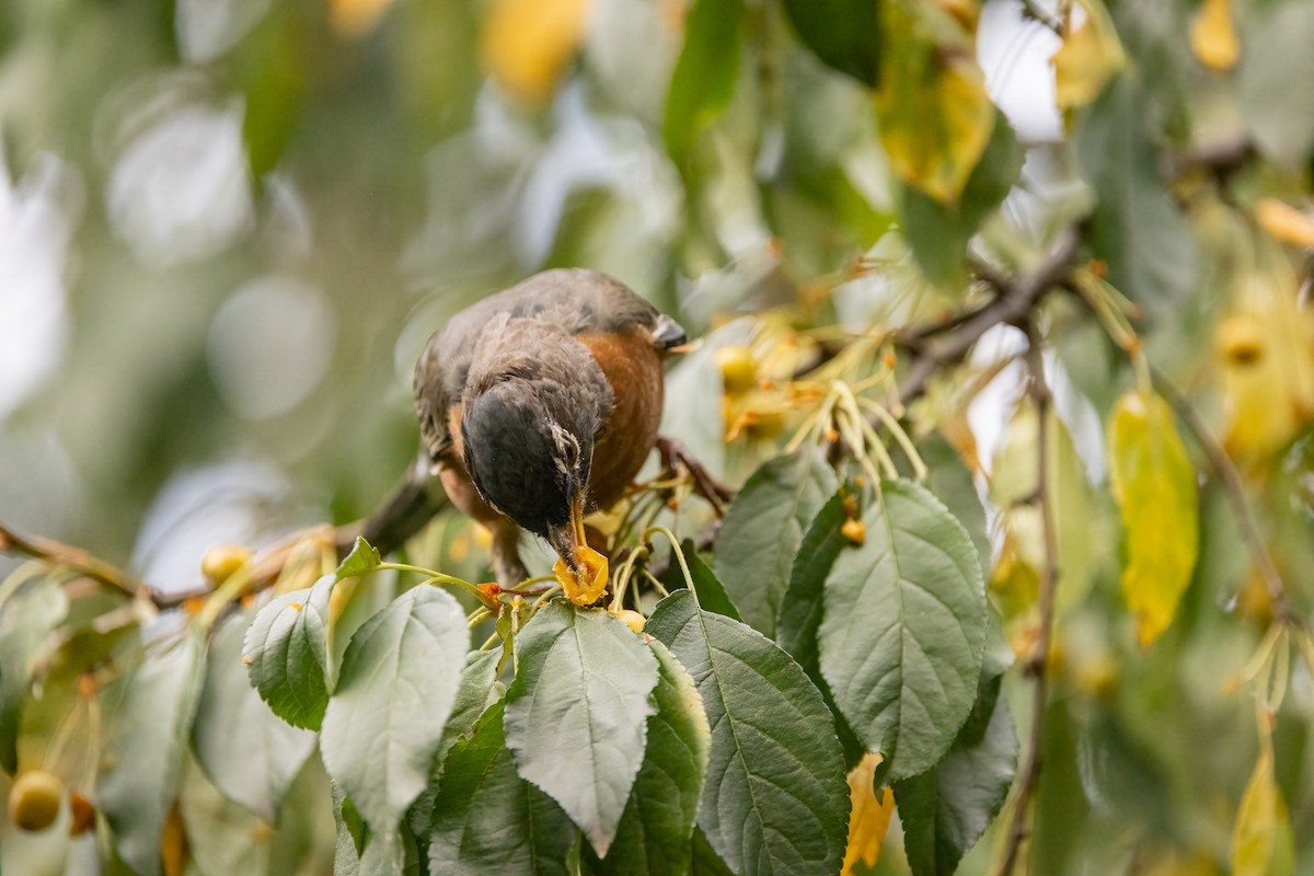 American Robin - ML623961167