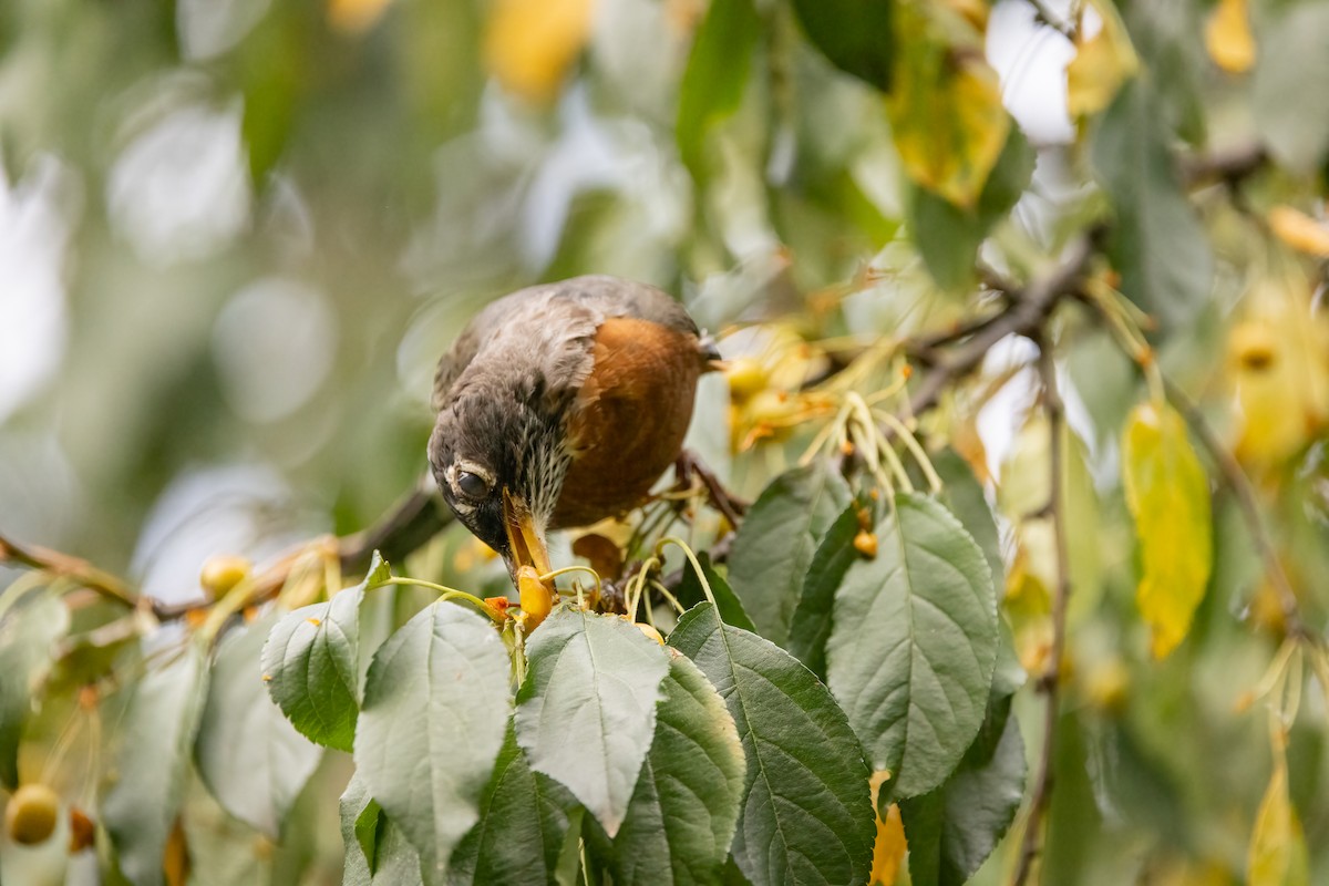 American Robin - ML623961168