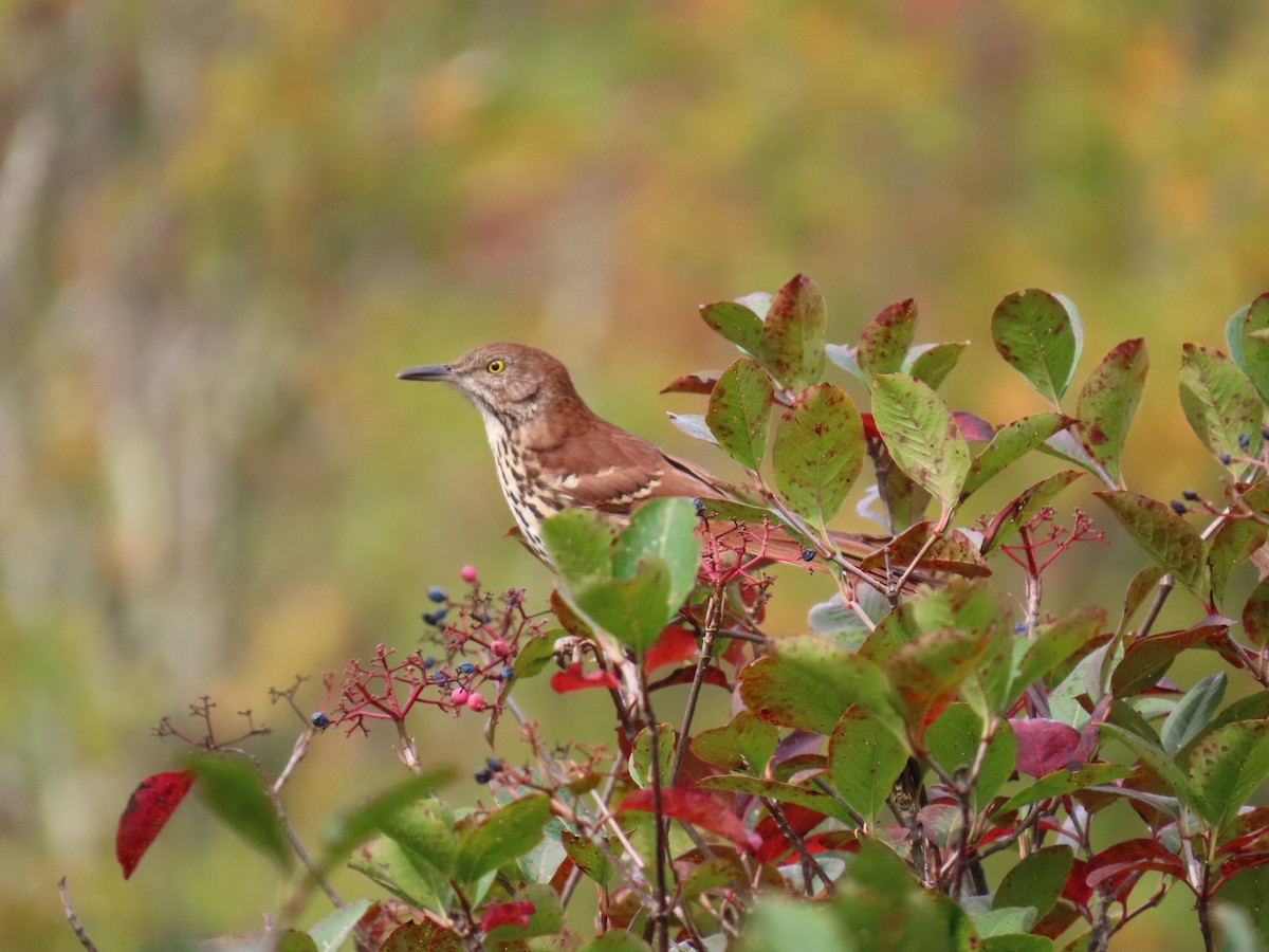 Brown Thrasher - ML623961170