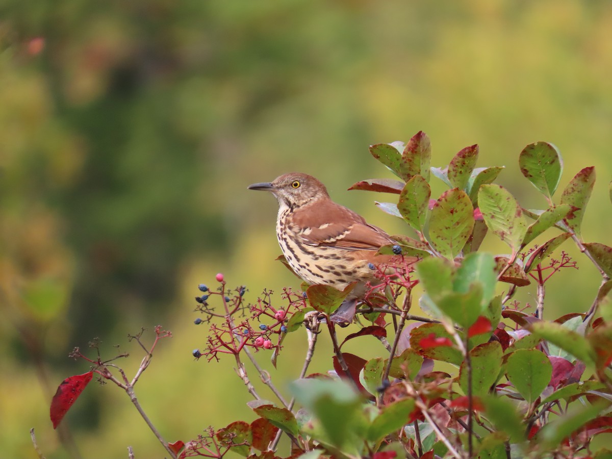 Brown Thrasher - ML623961172