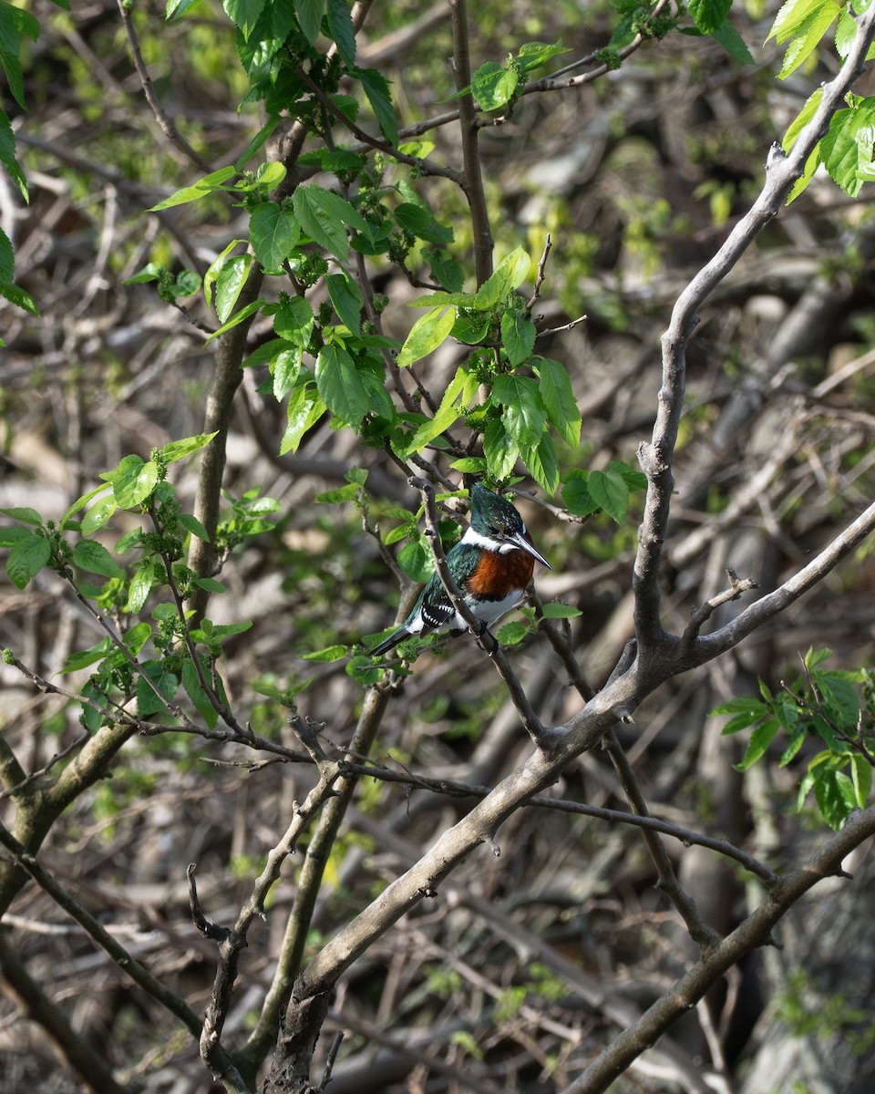 Green Kingfisher - ML623961173