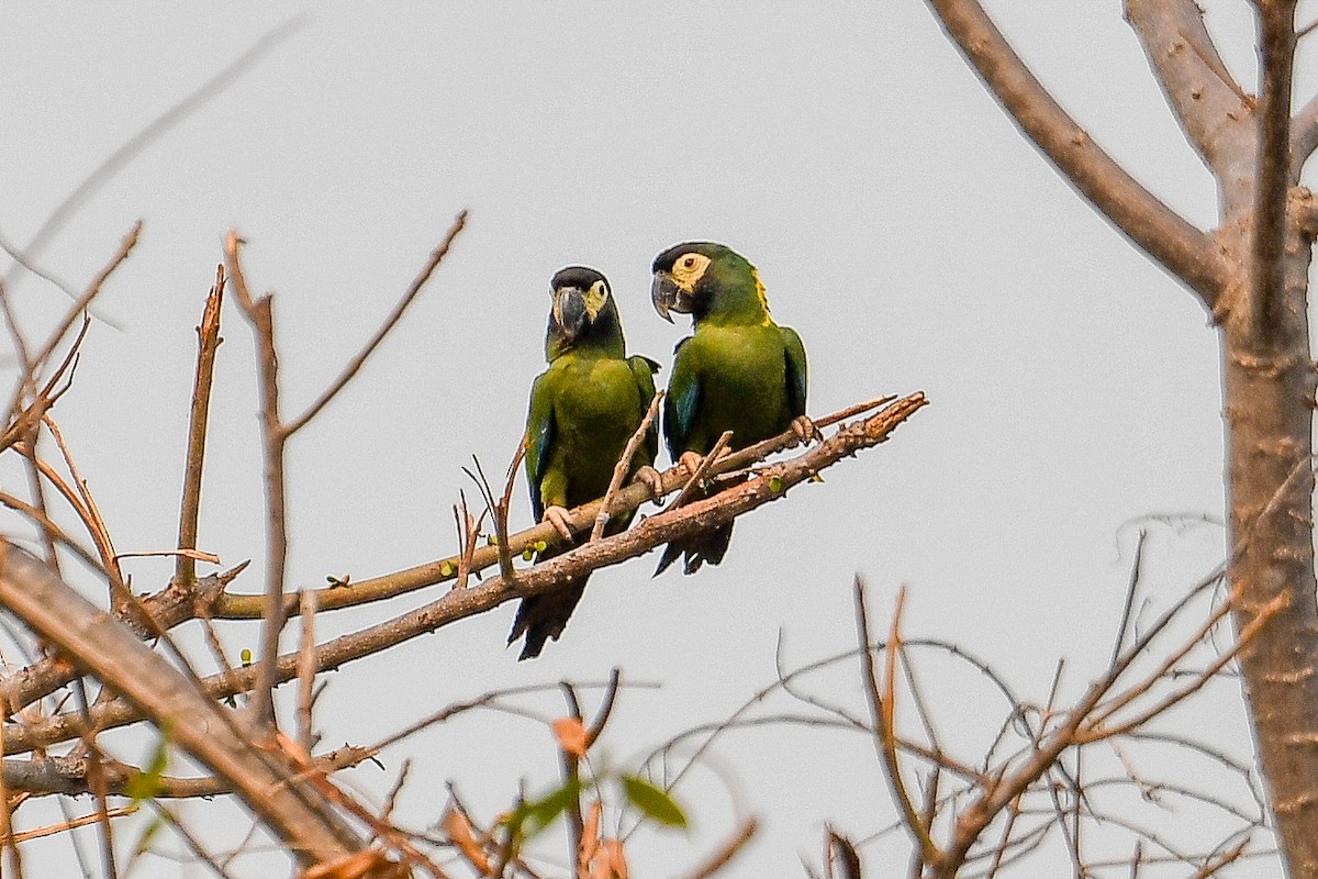 キエリヒメコンゴウインコ - ML623961174