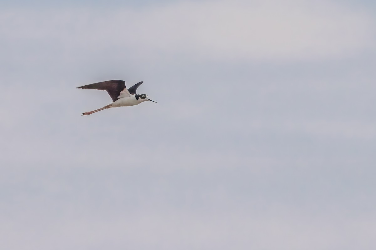 Black-necked Stilt - ML623961175