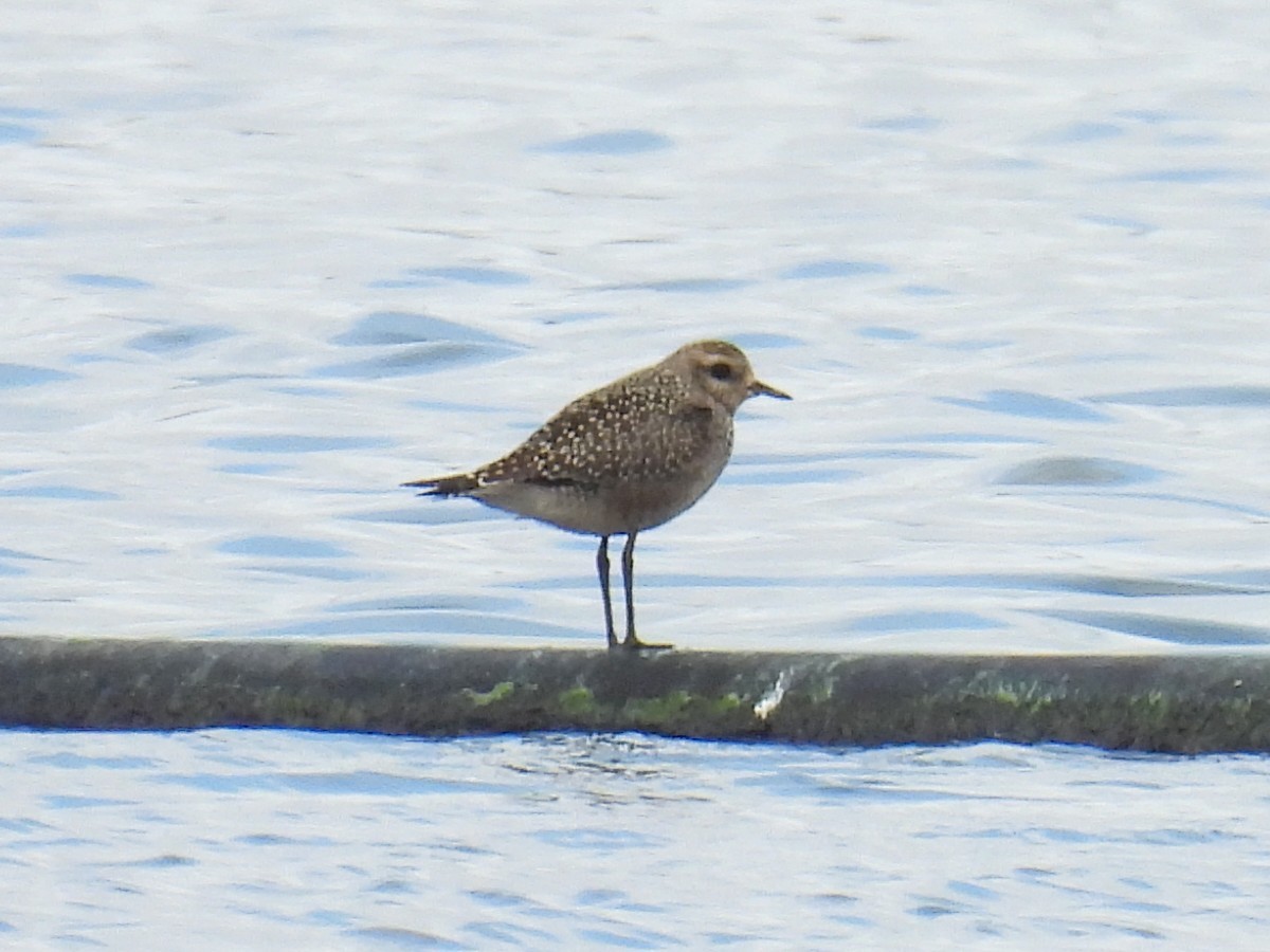 American Golden-Plover - ML623961178