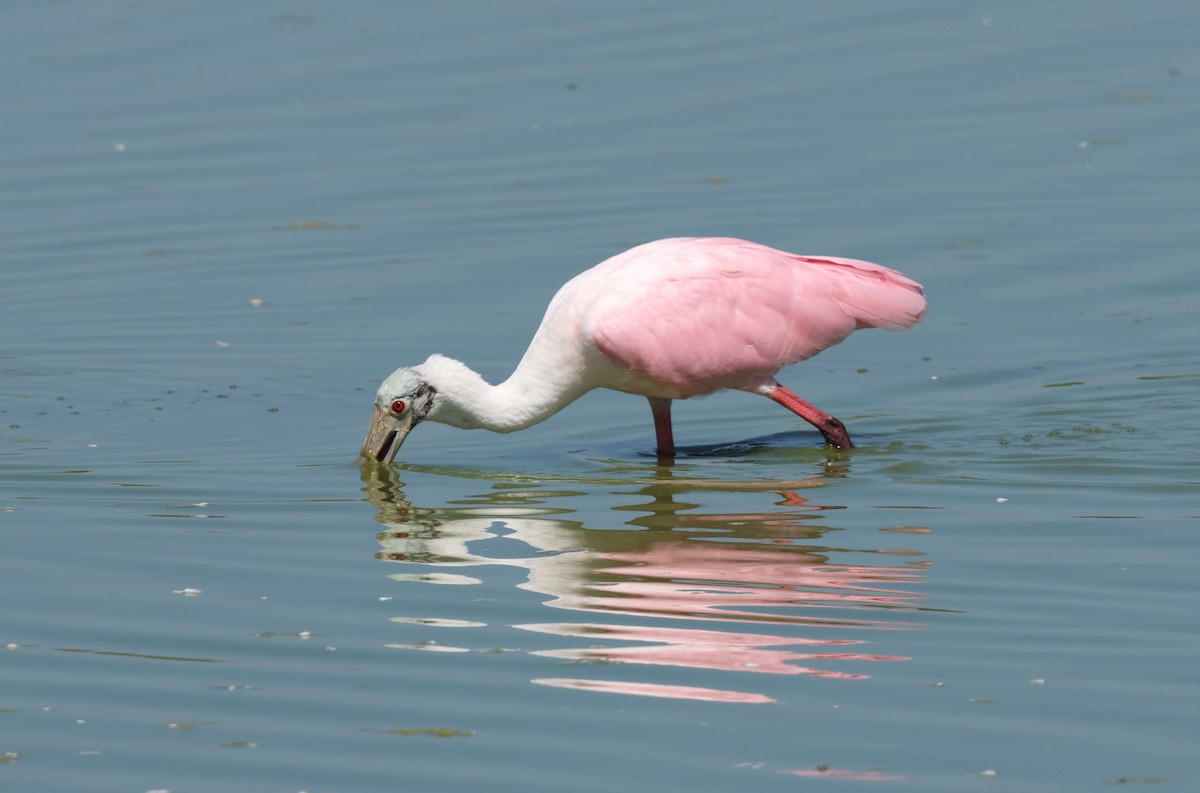 Roseate Spoonbill - ML623961180