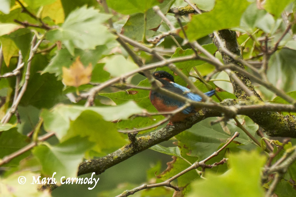 Common Kingfisher - ML623961182