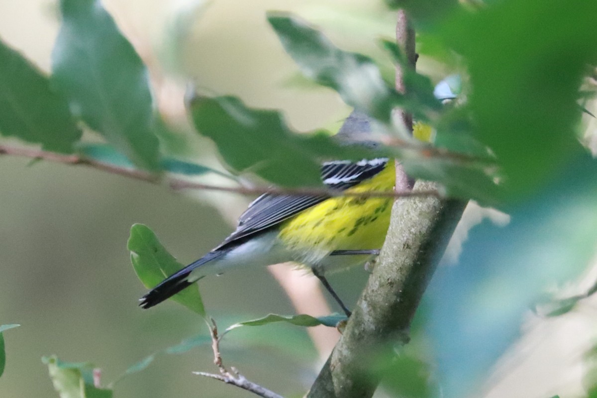 Magnolia Warbler - ML623961183