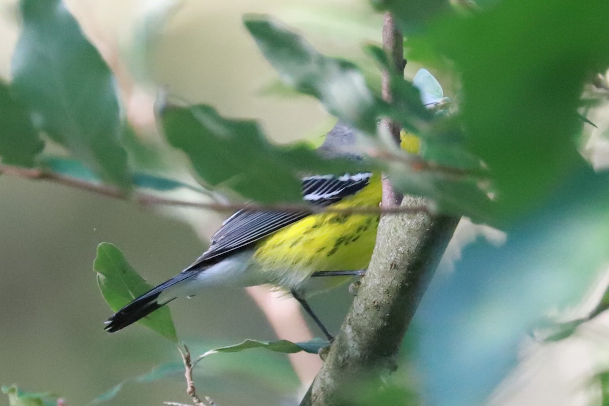 Magnolia Warbler - ML623961184