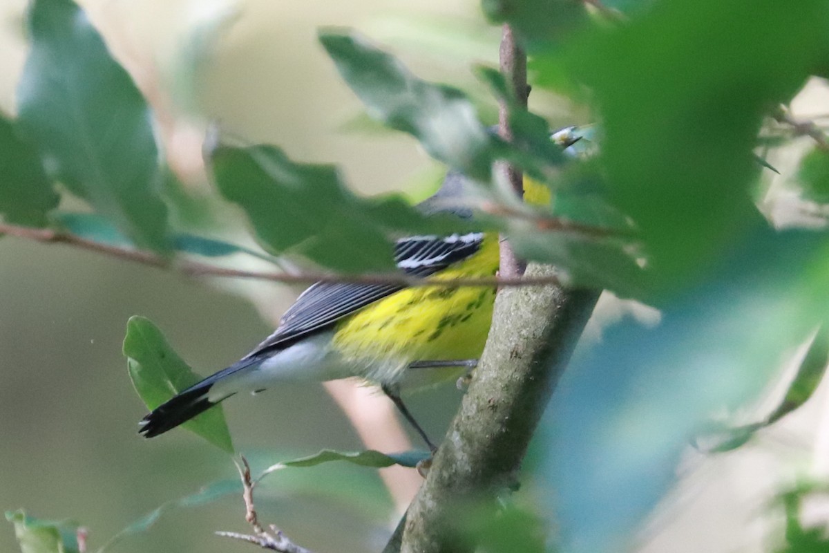 Magnolia Warbler - ML623961185