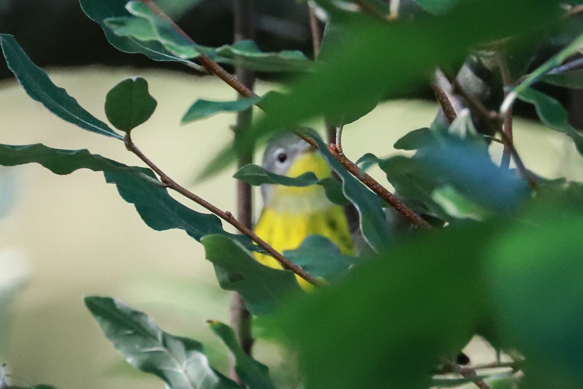 Magnolia Warbler - ML623961186