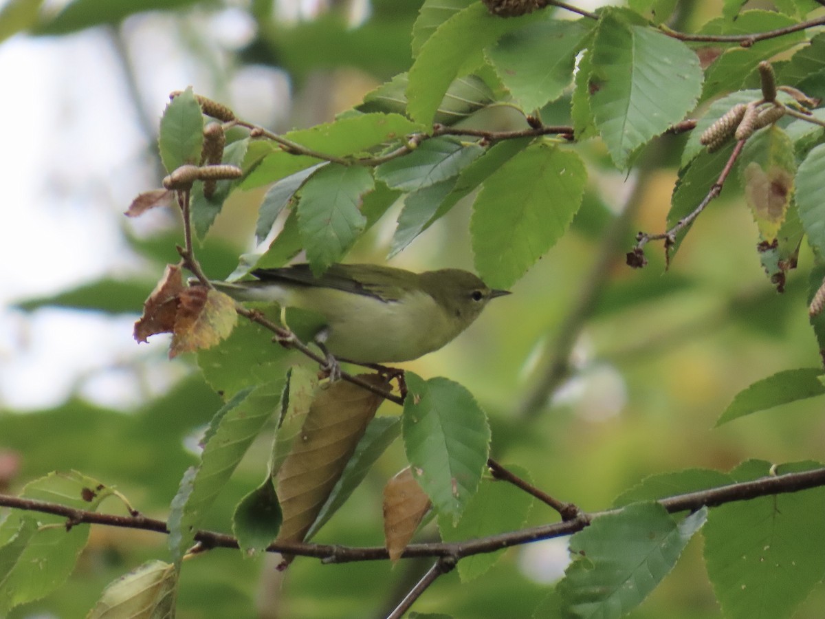 Tennessee Warbler - ML623961190